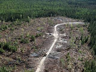 Am Anfang steht der Wald Text Arbeitsblatt 2 Beispiel Kanada Der Rohstoff für die Papierproduktion, der Zellstoff, stammt häufig aus waldreichen Gebieten, in denen die Umweltgesetze nicht so streng