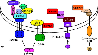 RANK-Signaltransduktion Aktivierung multipler Transkriptionsfaktor-Signalketten mit TRAF6 als zentralem Adaptormolekül TNF-associated factors