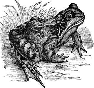 8 Bei Froschlurchen kommen unterschiedliche Strategien zur Fortpflanzung vor. In der tabellarischen Übersicht werden die Strategien von drei Froschlurch-Arten beschrieben.