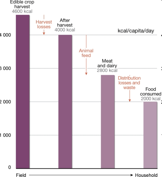 A gross estimate of the global picture of losses conversion and wastage at different stages of the food supply chain http://www.