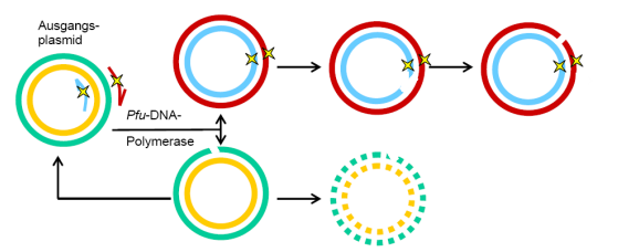 4) Inkubation 20 min 37 C 5) Zugabe von 3 µl DNA-Ladepuffer pro Eppi 6) Gelelektrophorese A) Was versteht man bei Restriktionsenzymen unter der Angabe X Unit/µl?
