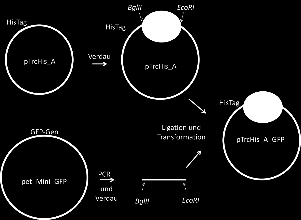 Methodenprotokolle 1) Klonierung von GFP in einen Expressionvektor mit Histag Grundlegende, immer wiederkehrende Methoden der Molekularbiologie sind die molekulare Klonierung, die Überproduktion und