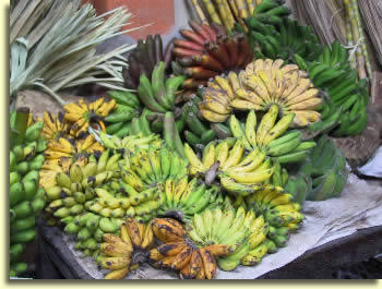 Verschiedene Sorten Weltweit gibt es etwa 400 verschiedene Bananensorten. Davon sind jedoch nur etwa 20 Sorten für den Bananen- Exporthandel geeignet.