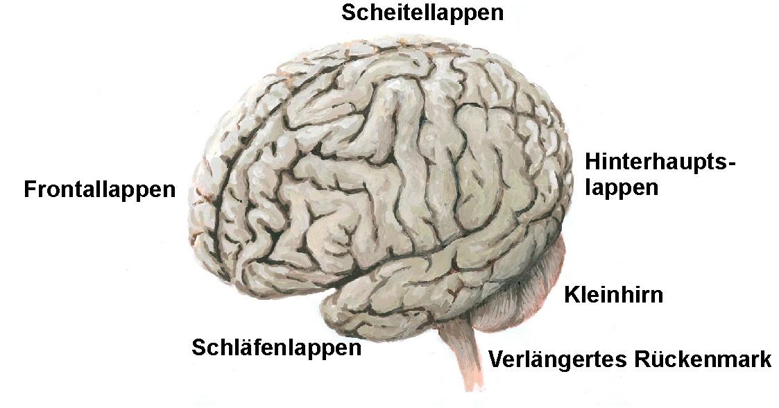 Das menschliche Gehirn Bild:www.airflag.