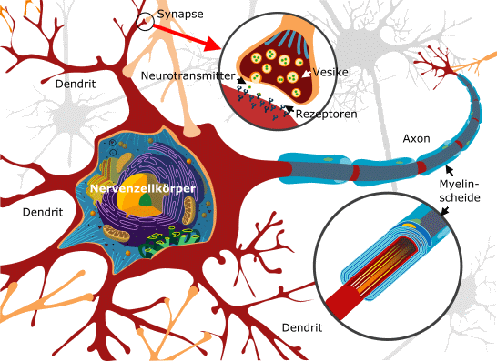 Größe des Gehirns 100 Milliarden Neuronen bei der Geburt, die jeweils mit 1000 Synapsen verschaltet sind Gewicht des Gehirns eines