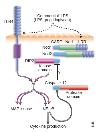 PRR's= Pattern Recognition Receptors TLR= Toll-like receptors NLR= Nod-like Receptors RLR= Rig like Receptors Schumann zeigt, dass es immer eine Wechselwirkung zwischen Pathogen und Wirtszelle gibt.
