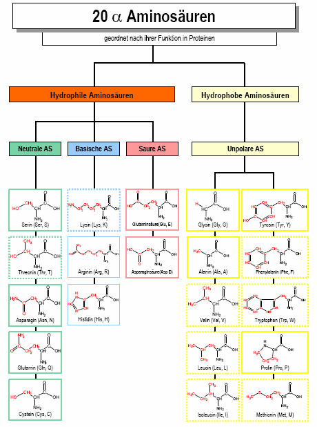 Aminosäuren Einteilung II Aminosäuren Einteilungsschema II (geordnet nach Funktion in Proteinen)