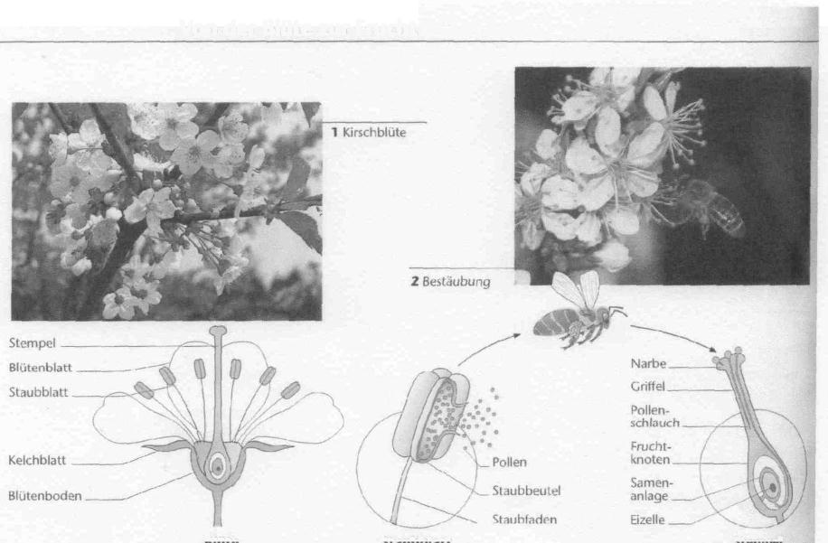 bestehen aus > Die Kirschblüte besteht aus Beschreibe die Zeichnung von der Kirschblüte: die Kirschblüte bestehen aus + Dativ dem Bl b