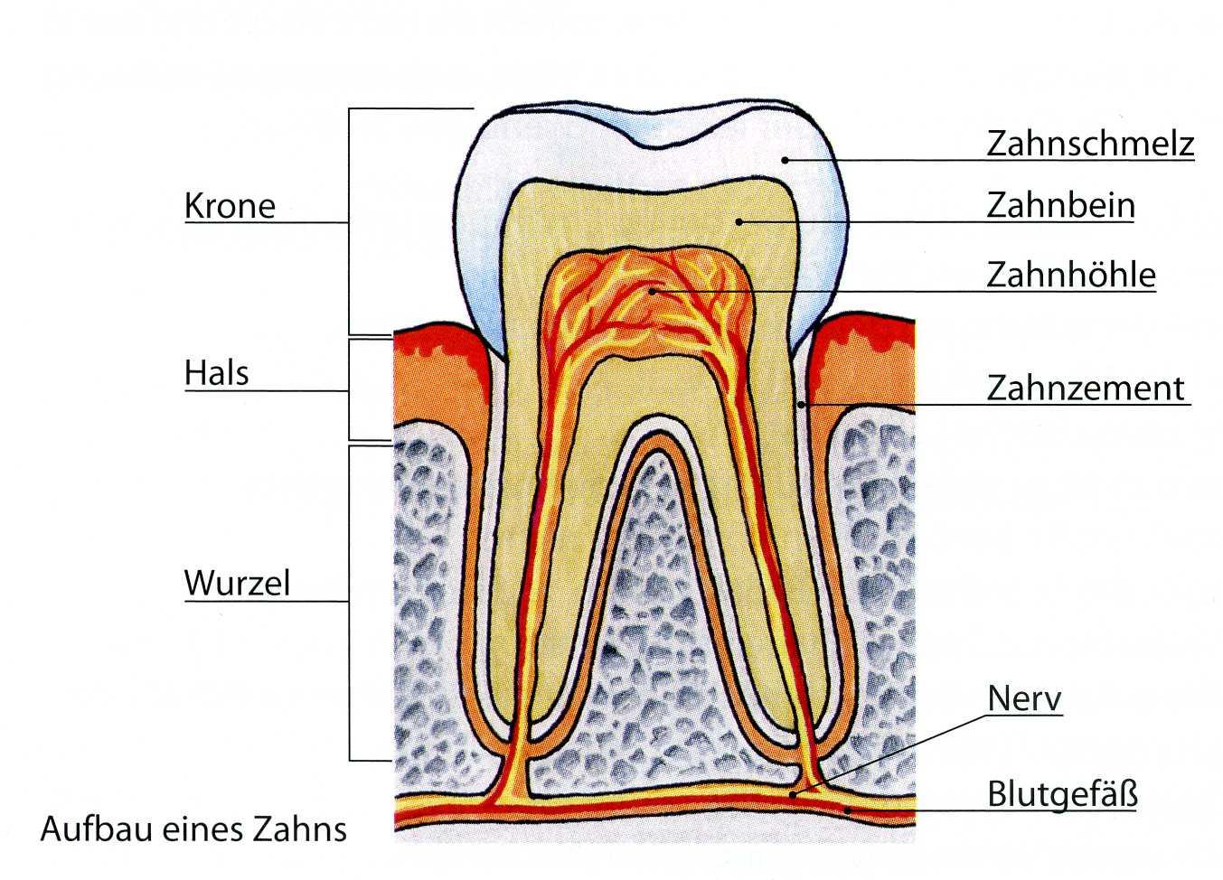 Zweimal pro Jahr sollte eine Zahnärztin oder ein Zahnarzt deine Zähne