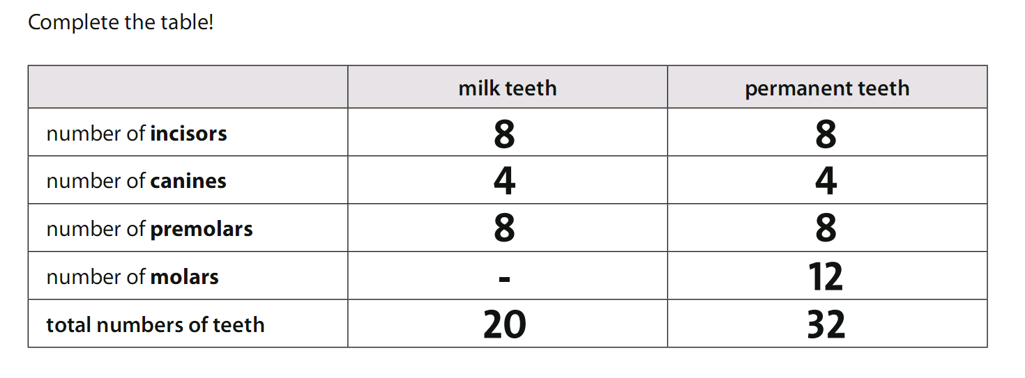 4. Human teeth - Auflösung I
