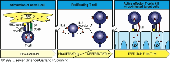 Stadien der T-Zell Aktivierung, zellulären Expansion und Effektor-Funktion: Antigen-Erkennung und Aktivierung: TZR-vermittelt, spezifisch Proliferation und