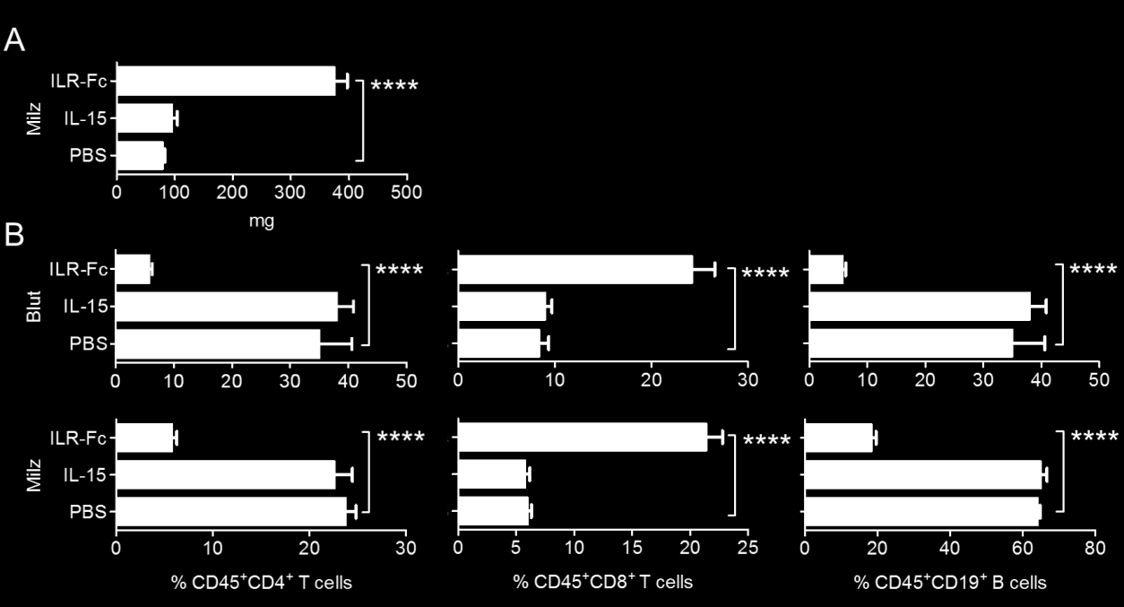 Ergebnisse Abbildung 31: Auswirkungen von ILR-Fc auf die endogenen T- und B-Zellfrequenzen im BALB/c-Modell. NSG-Mäuse erhielten einmalige i.p.