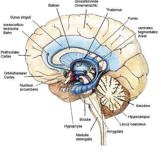 des menschlichen Gehirns mit den wichtigsten limbischen Zentren.