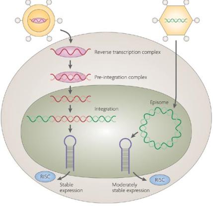 In vivo RNA Interferenz 26