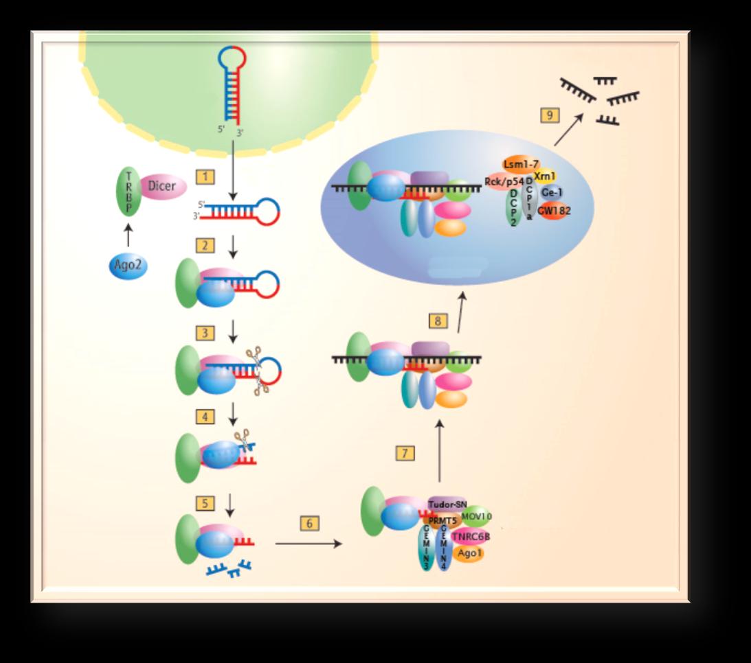 26. RNA Interferenz DICER shrns Zellkern exportin Cytoplasma degradierte mrna P Körper
