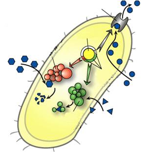 Antibiotiken 38.