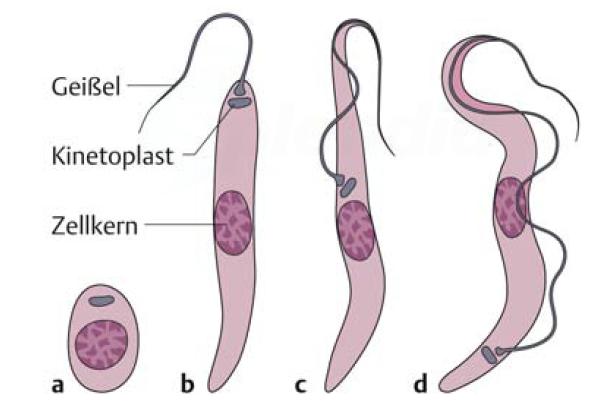 Zellkörper entlang ziehender Geißel Plasmodia Toxoplasma gondii Trichomonas