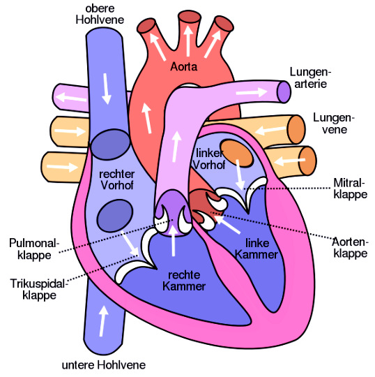 10.5 Wie ist das Herz aufgebaut? Arteriosklerose: Verengung ( Verkalkung ) von Blutgefäßen durch Bildung von Ablagerungen an ihren Innenwänden. 10.