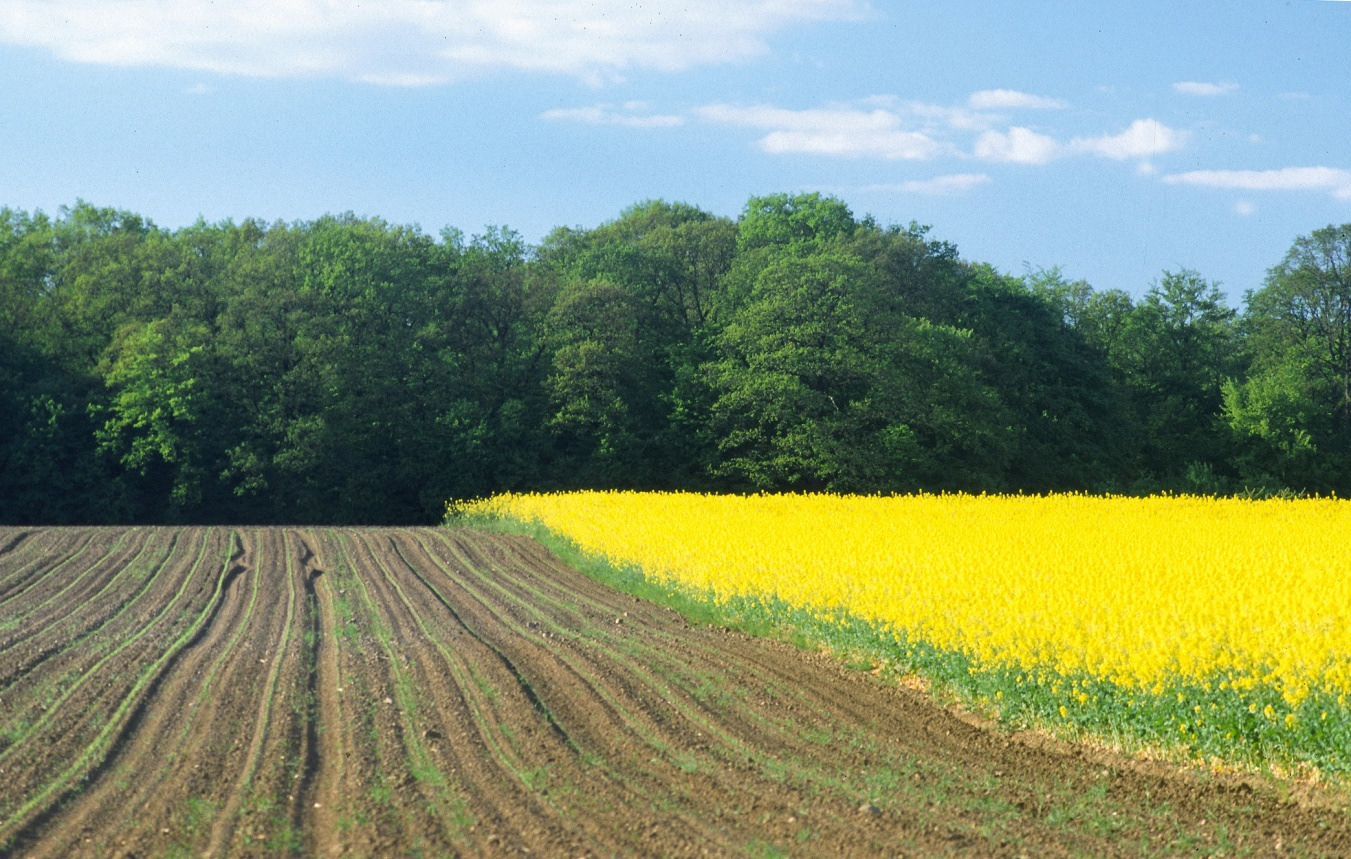 Nichtlandwirtschaftliche Investoren am landwirtschaftlichen Bodenmarkt Bedeutung, Auswirkungen und Einfluss auf den