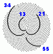 Fibonacci-Zahlen in