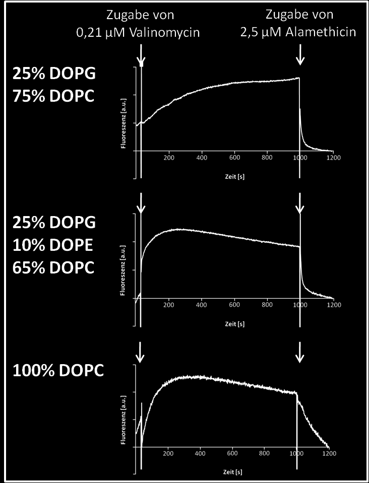 Ergebnisse Abb76. Das Membranpotential der Liposomen aus semi-synthetischen Lipiden Die Herstellung der Liposomen erfolgte mithilfe des Extruders in Puffer N (10 mm HEPES, 100 mm Na2SO4, ph 8.0).