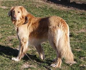 Collie verwahrlost gefunden Anfang Januar wurde ein Fundhund aus Stuhr zu uns gebracht. Natürlich kommt das mehrmals vor, bei diesem Hund jedoch hat uns eines ganz stark gewundert.