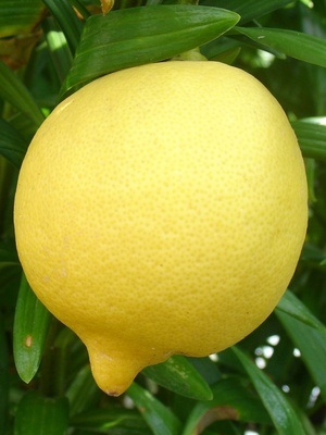 Die Zitrone machts vor