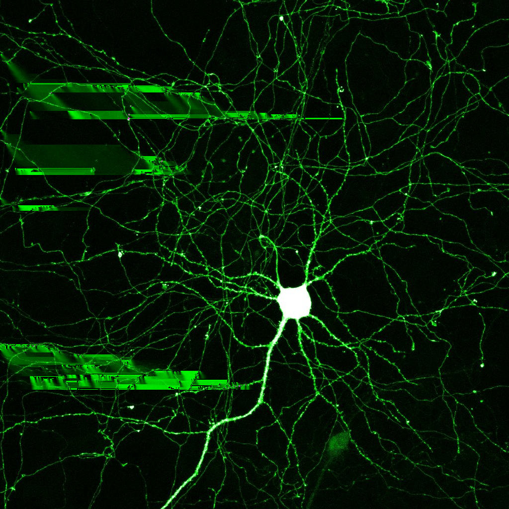 Motivation Das Neuron Aufbau des Netzes Neuronale Netze in Aktion