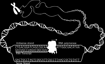 T Thymin Transfer-RNA, trna transgener Organismus Transkription Translation eine der vier Basen der DNA Auch Transport-RNA Transfer-RNAs sind kurze Ribonukleinsäuren, die bei der Translation die