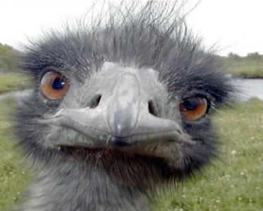 EMU - Unterrichtsdiagnostik