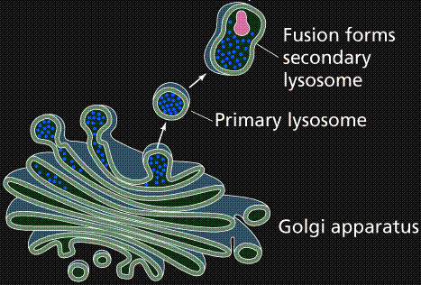 Posttranslationaler Proteinmodifikation und Proteintransport Das Ergebnis der Proteinbiosynthese sind sekretorische