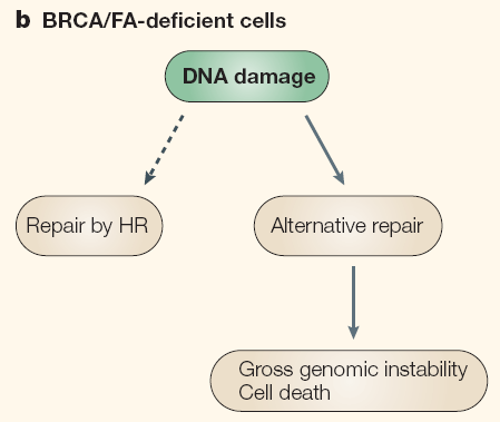 Mamma Ca Folgen von BRCA-Veränderungen auf die DNA-Strangbruchreparatur