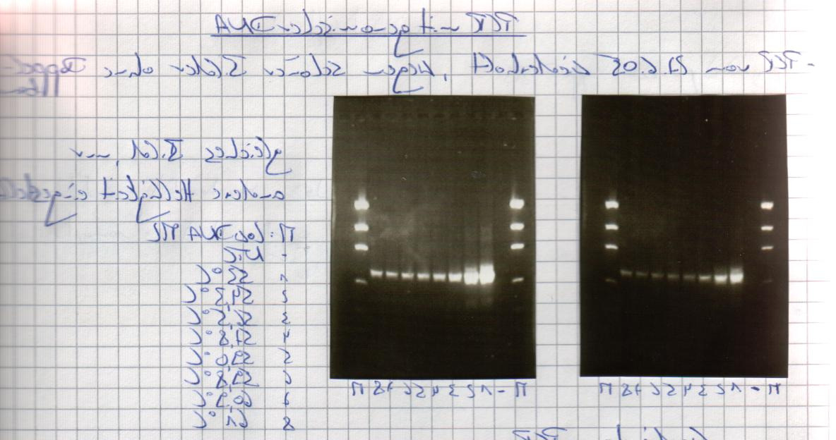 Ergebnisse 109 4 Ergebnisse 4.1 Amplifikation und Klonierung 4.1.1 Amplifikate aus cdna und genomischer DNA In den PCRs konnte das MSP-Genfragment sowohl aus der cdna als auch aus der genomischen DNA von D.