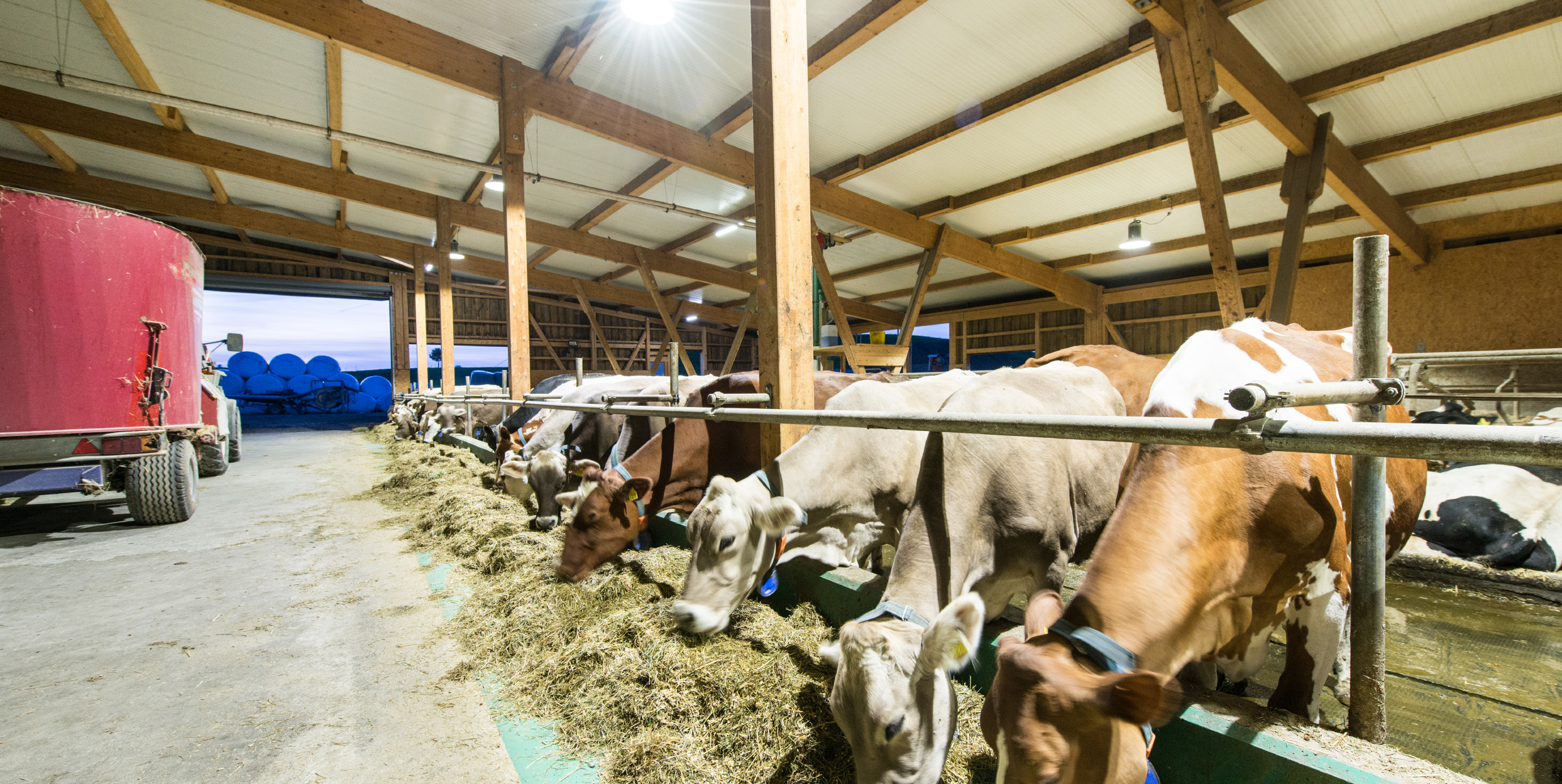 Die Kühe dürfen allerdings nicht länger als 16 Stunden hell beleuchtet werden, da der Hormonhaushalt einen Tag-Nacht-Rhythmus benötigt.