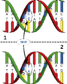 Single Nucleotide Polymorphism (SNP) Die DNA ist ein Strang ähnlich zusammengesetzter Bauteile, den Nukleotiden. Ein Nukleotid besteht aus einem Zucker, einem Phosphatrest und einer Base.