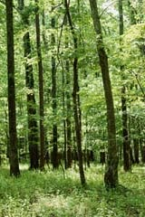 Waldbewertung forest