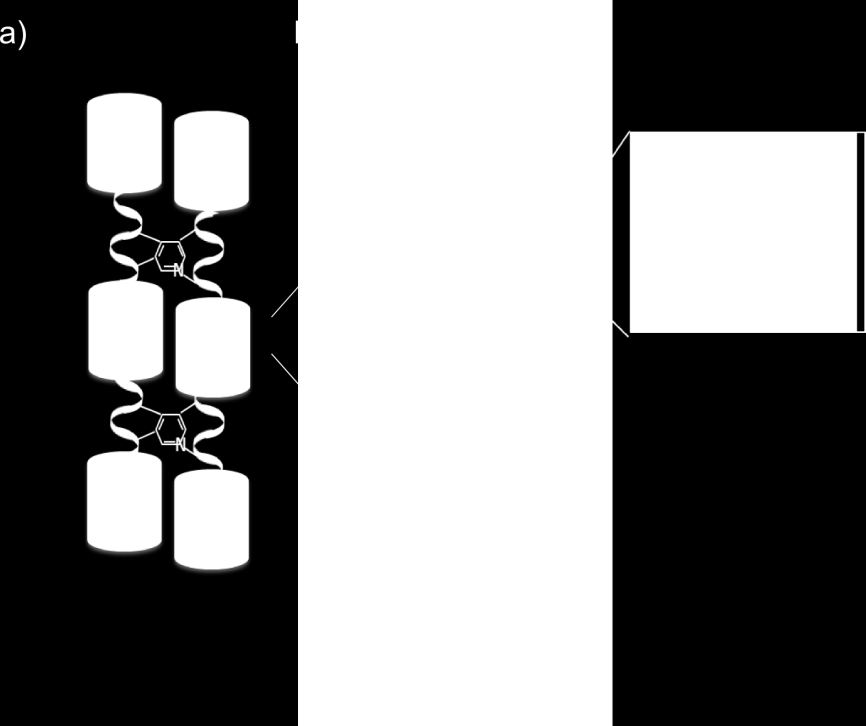 Einleitung 1.1.2.1 β-schleifen: elastische Struktur gezeigt am Beispiel Elastin Elastinfasern zeichnen sich durch eine extrem ho