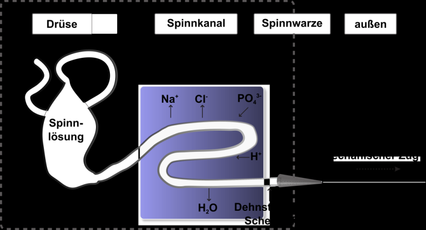 Einleitung Es wird vermutet, dass sich die MaSp aufgrund ihrer amphiphilen Eigenschaften in der Drüse Mizellen-artig arrangieren (Jin & Kaplan, 2003).