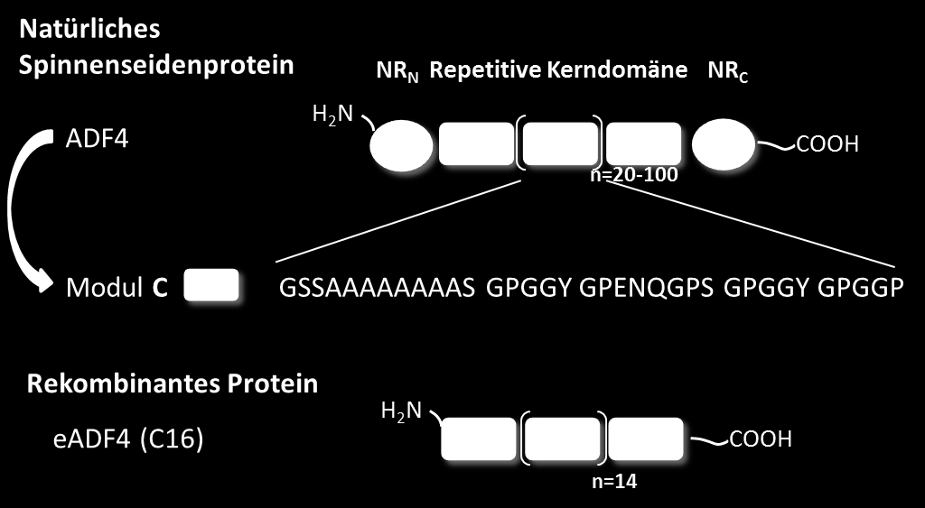 Einleitung Abb. 1.5: Schematischer Aufbau des rekombinanten Proteins eadf4(c16) (engineered ADF4). Aus dem repetitiven Kernbereich des dragline Proteins ADF4 der Europäischen Gartenkreuzspinne A.