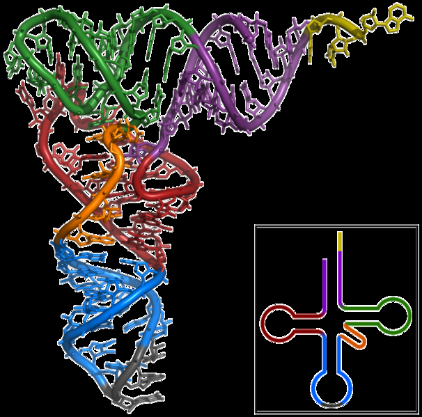 Tertiärstruktur von RNA.