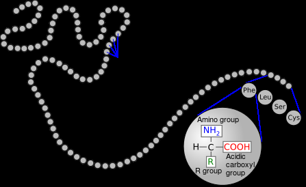 3 Struktur von Proteinen Proteine sind Polymere, deren Bausteine 20 verschiedene Aminosäuren (As): C α -Atom mit verbundenem Proton H Seitenkette R Carboxylgruppe COOH Aminogruppe NH 2 Primärstruktur.