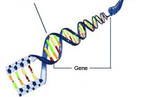 DNA Buch CHROMOSOM Kapitel GEN