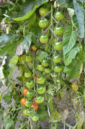 Häufige gentechnische Veränderungen in Nutzpflanzen Herbizid-Toleranz (Soja, Mais, Raps)