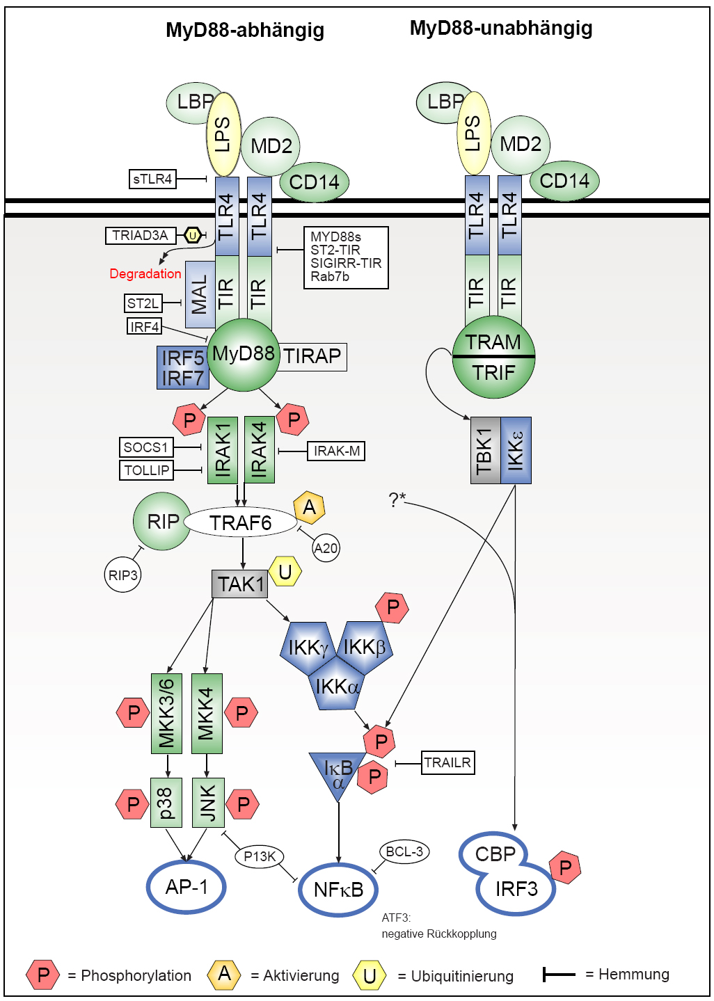 Einleitung Abb. 1.2: TLR4 Signalkaskade und deren Inhibitoren [53