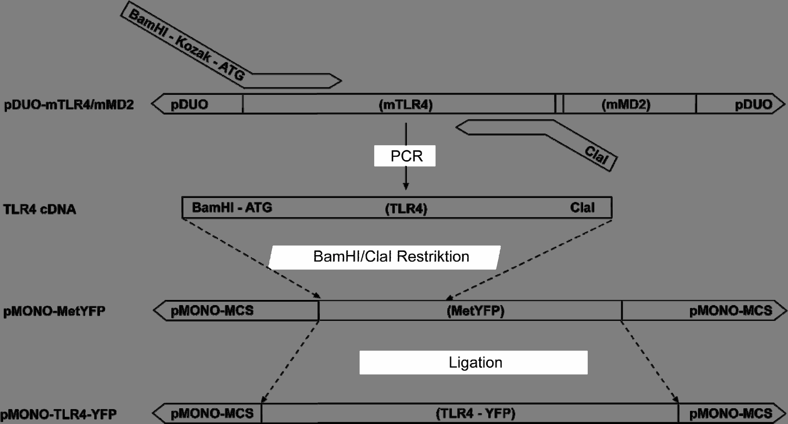 Material und Methoden Der linearisierte Vektor und die TLR4-cDNA wurden mit einer T4-Ligase vereinigt. Mit einem Teil des Ligationsansatzes wurden entsprechend den Herstellerangaben kompetente E.