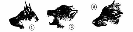 131. An welchen Körperteilen ist am schnellsten die Stimmung des Hundes abzulesen? a) an den Nackenhaaren b) an den Ohren c) am Schwanz d) an den Augen 132.