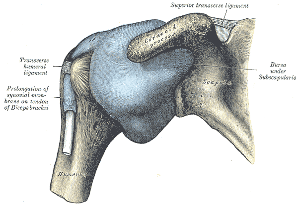 Topographische Anatomie: Obere Extremität: Schulter 2 In der Articulatio acromoclavicularis (laterales Schlüsselbeingelenk, Schultereckgelenk) artikulieren Clavicula und Acromion der Scapula