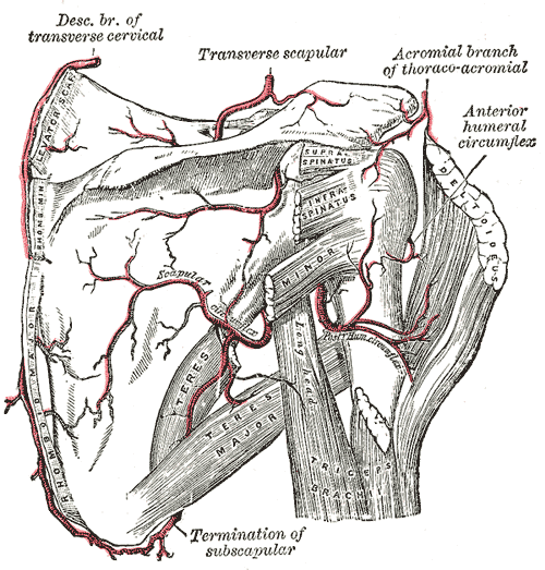 Topographische Anatomie: Obere Extremität: Schulter 4 Lücken und Höhlen der Schultergegend Lücken zwischen mehreren Muskeln bilden Achsellücken Die mediale Achsellücke ist dreieckig und wird vom M.