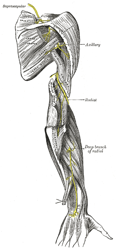 Topographische Anatomie: Obere Extremität: Schulter 6 Die übrigen Nerven haben einen charakteristischen Verlauf Kennzeichen für eine Lähmung des N.