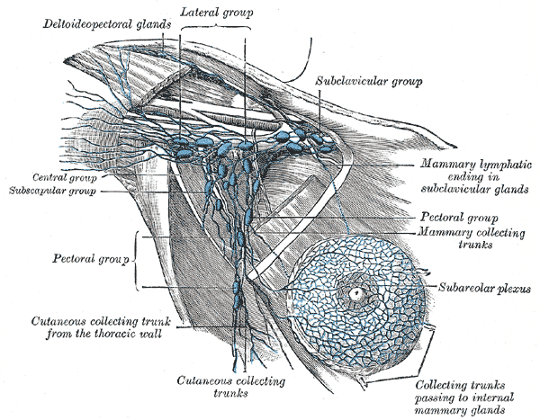 Topographische Anatomie: Obere Extremität: Schulter 8 Der Lymphabfluss erfolgt über oberflächliche und tiefe Lymphknoten Lymphknoten gibt es auch in der Achselgegend oberflächliche und tiefe.